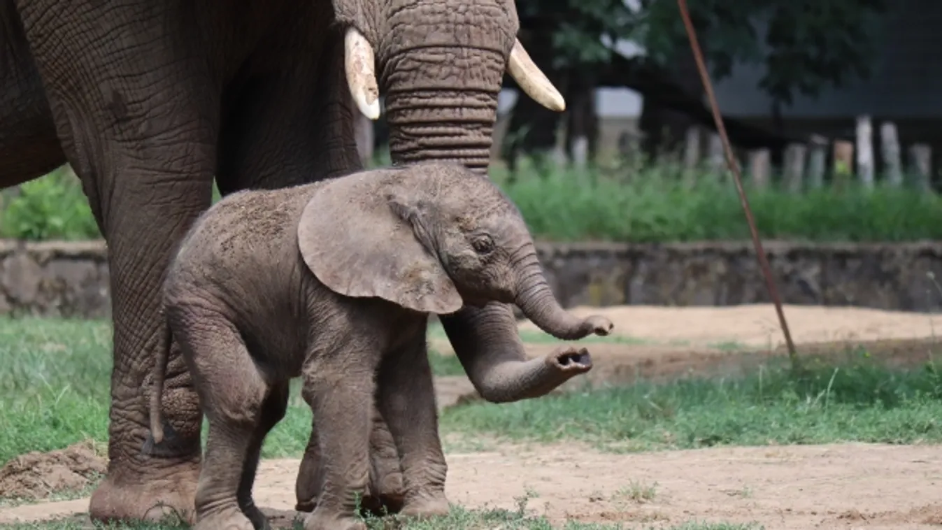 Nevet kapott a nyíregyházi elefántborjú