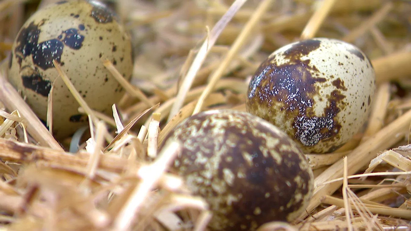 Radar - Fürjtojás és kecskesajt