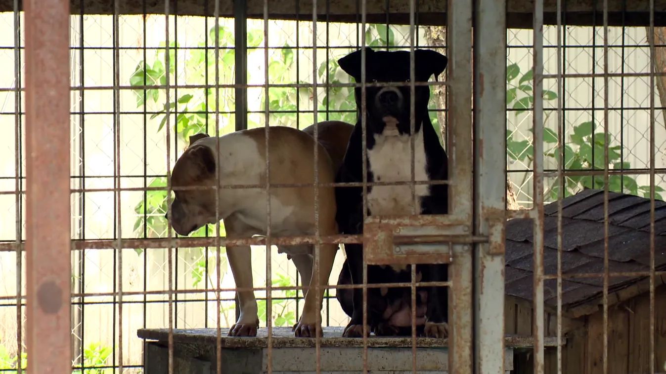 Radar - Menhely vagy halálsor?