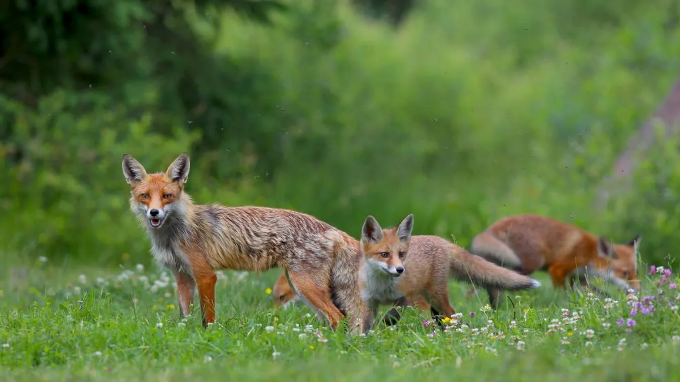 Októberben ismét vakcinázzák veszettség ellen a rókákat