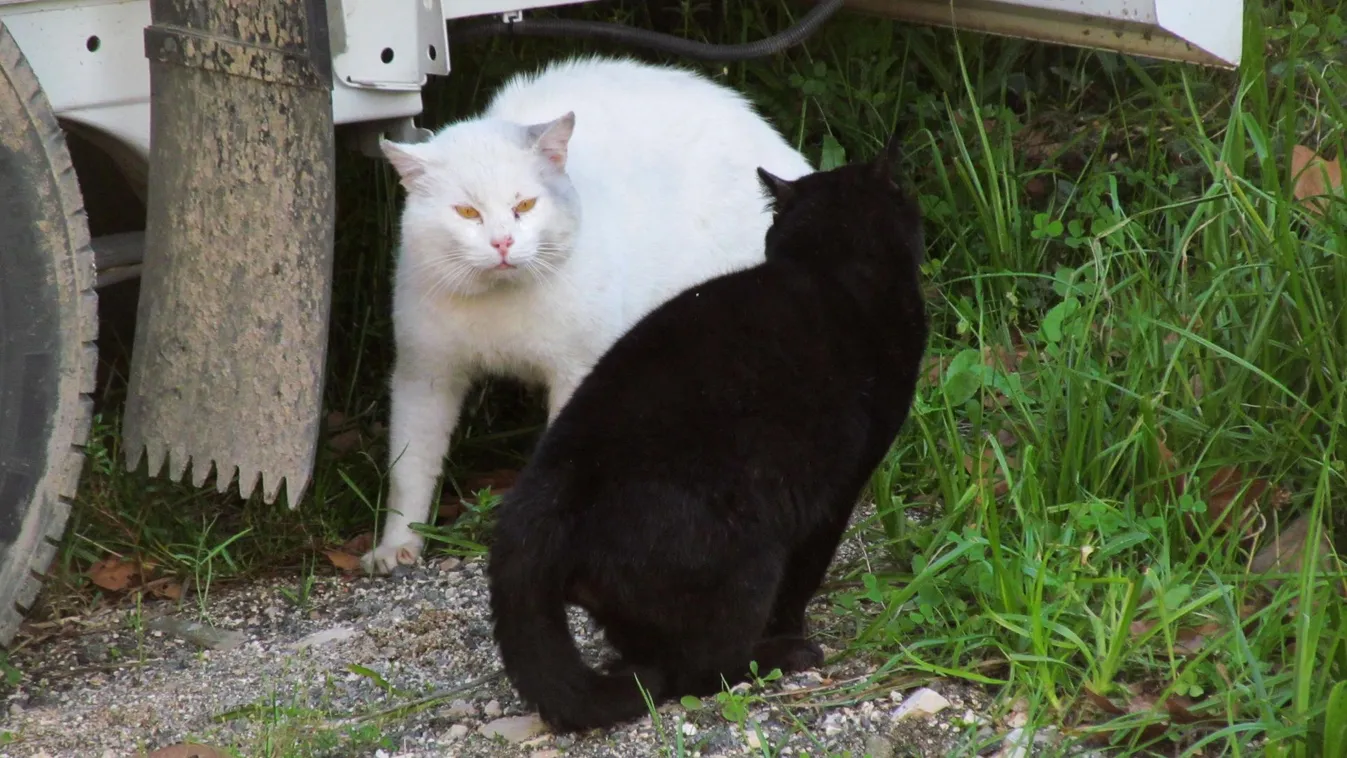 Út az Unióba program: összeverekedtek a képviselők az ukrán parlamentben + videó