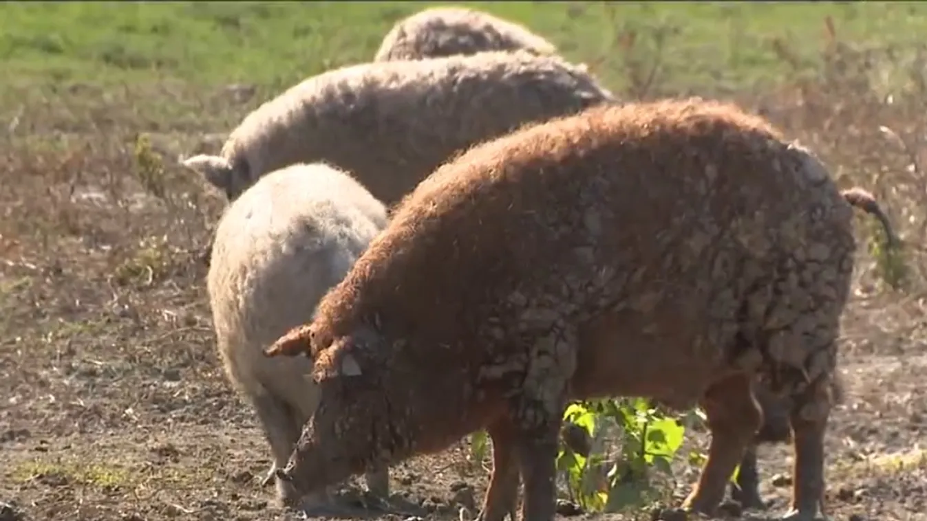 Radar – Forradalmi magyar fejlesztés segíthet megállítani a száj- és körömfájás vírust  + videó