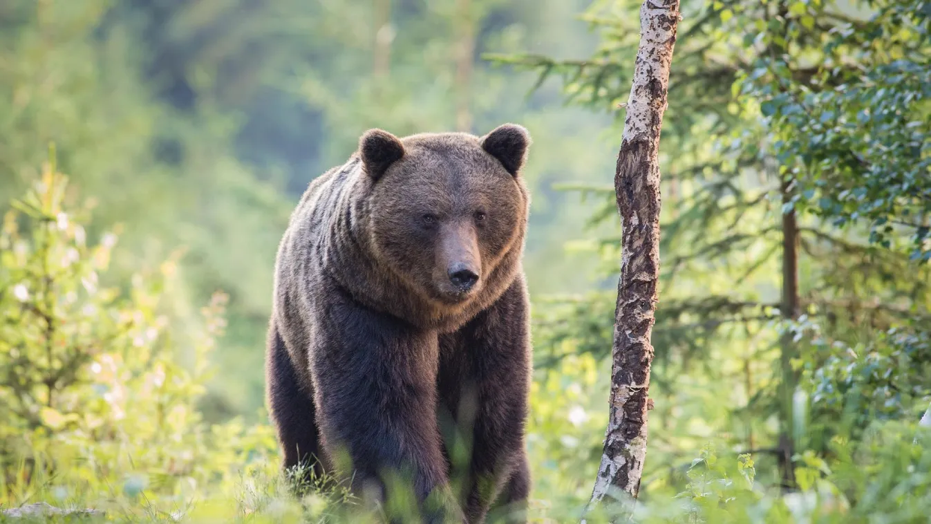 Embert ölt egy medve Olaszországban