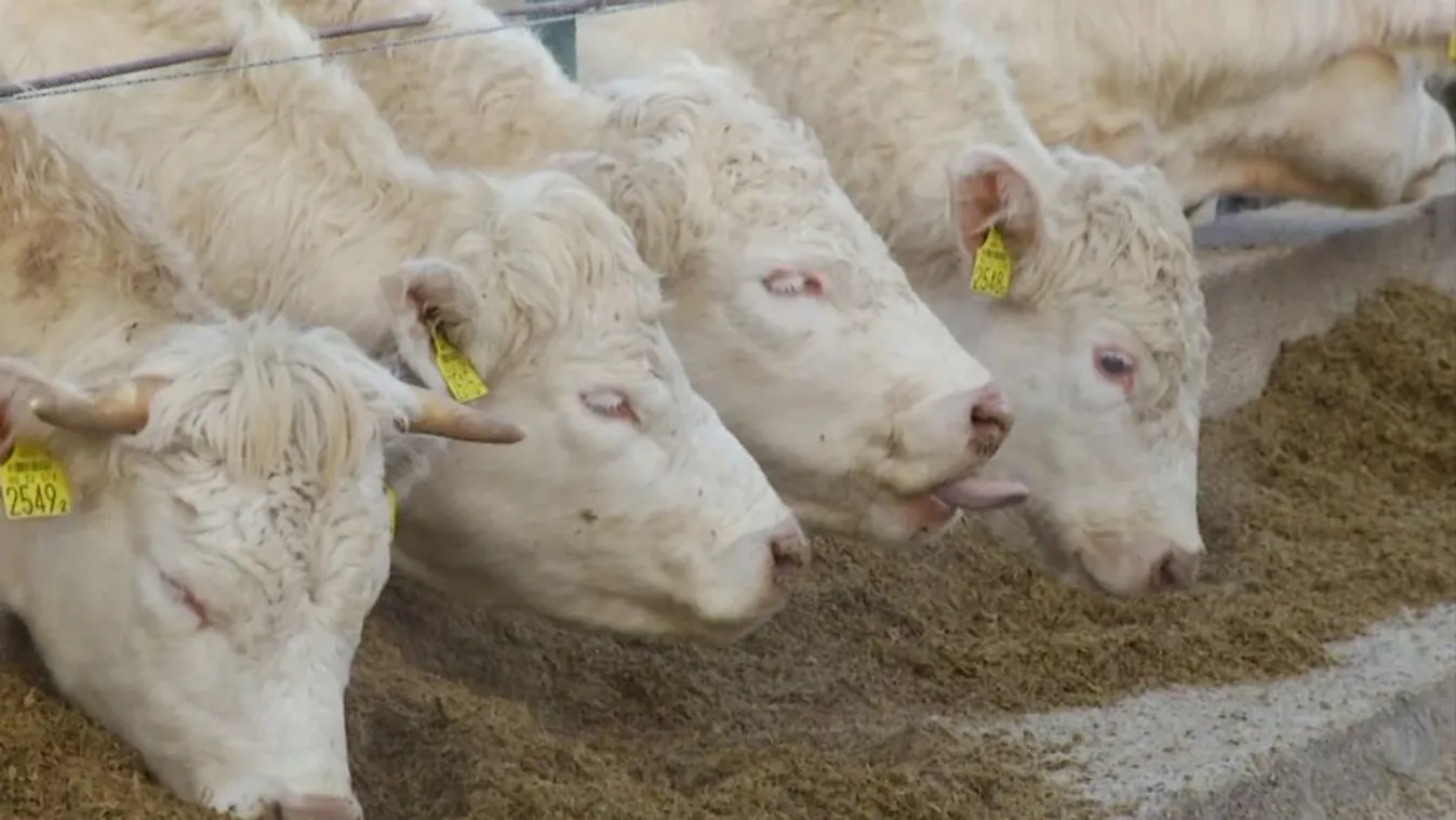 Soroló: Sikertörténet az agrárkártya