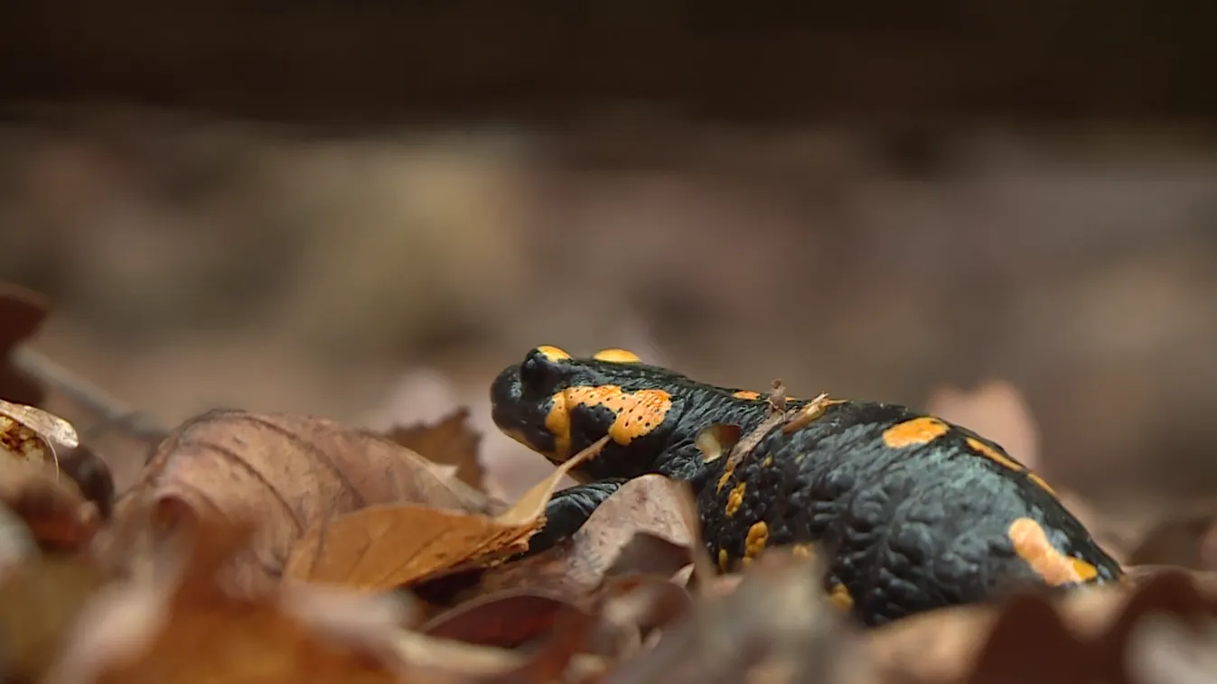 Radar - Foltos szalamandrák a Soproni-hegységben