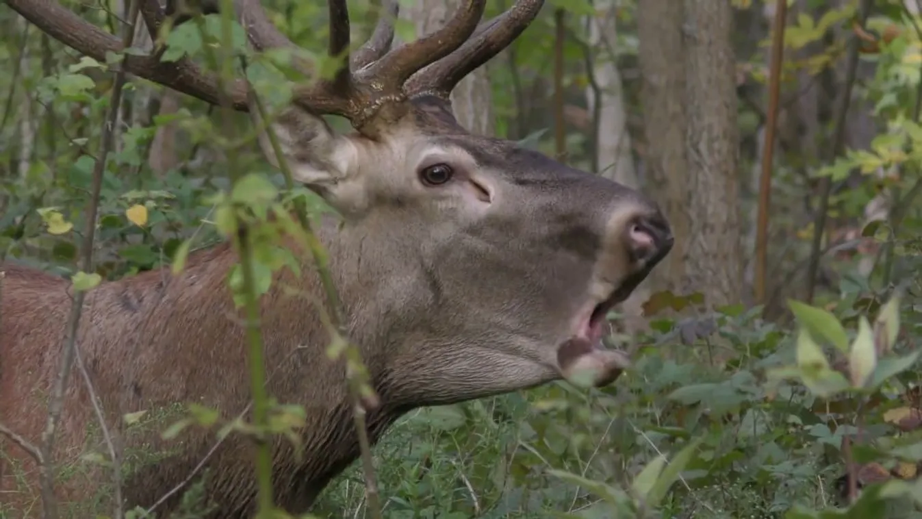 Kezdődik a szarvasbőgés Zalában