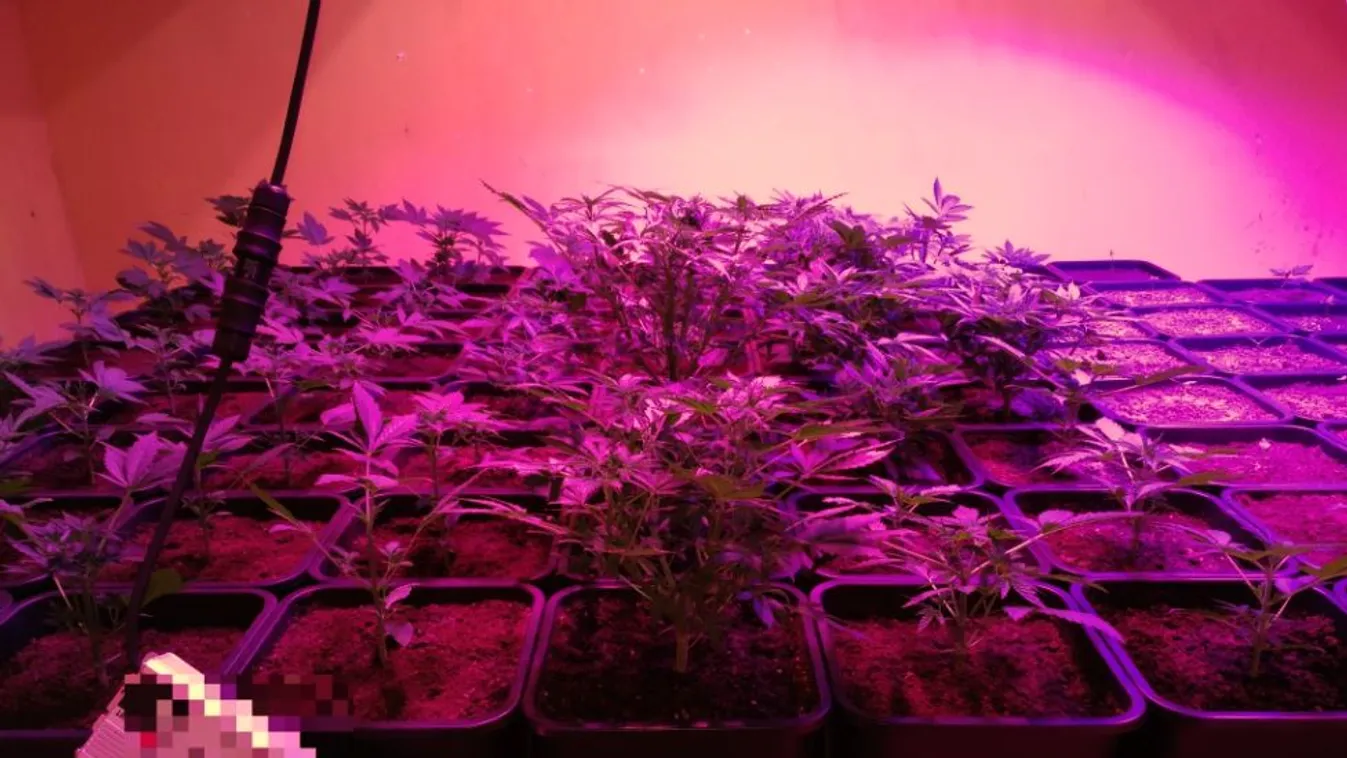 Kenderültetvényt találtak Hódmezővásárhelyen