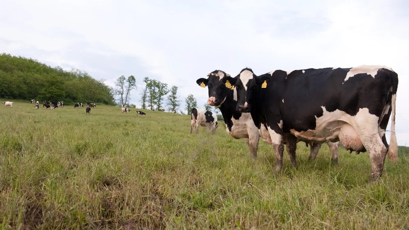 Fel nem fedezett értékek – Soroló