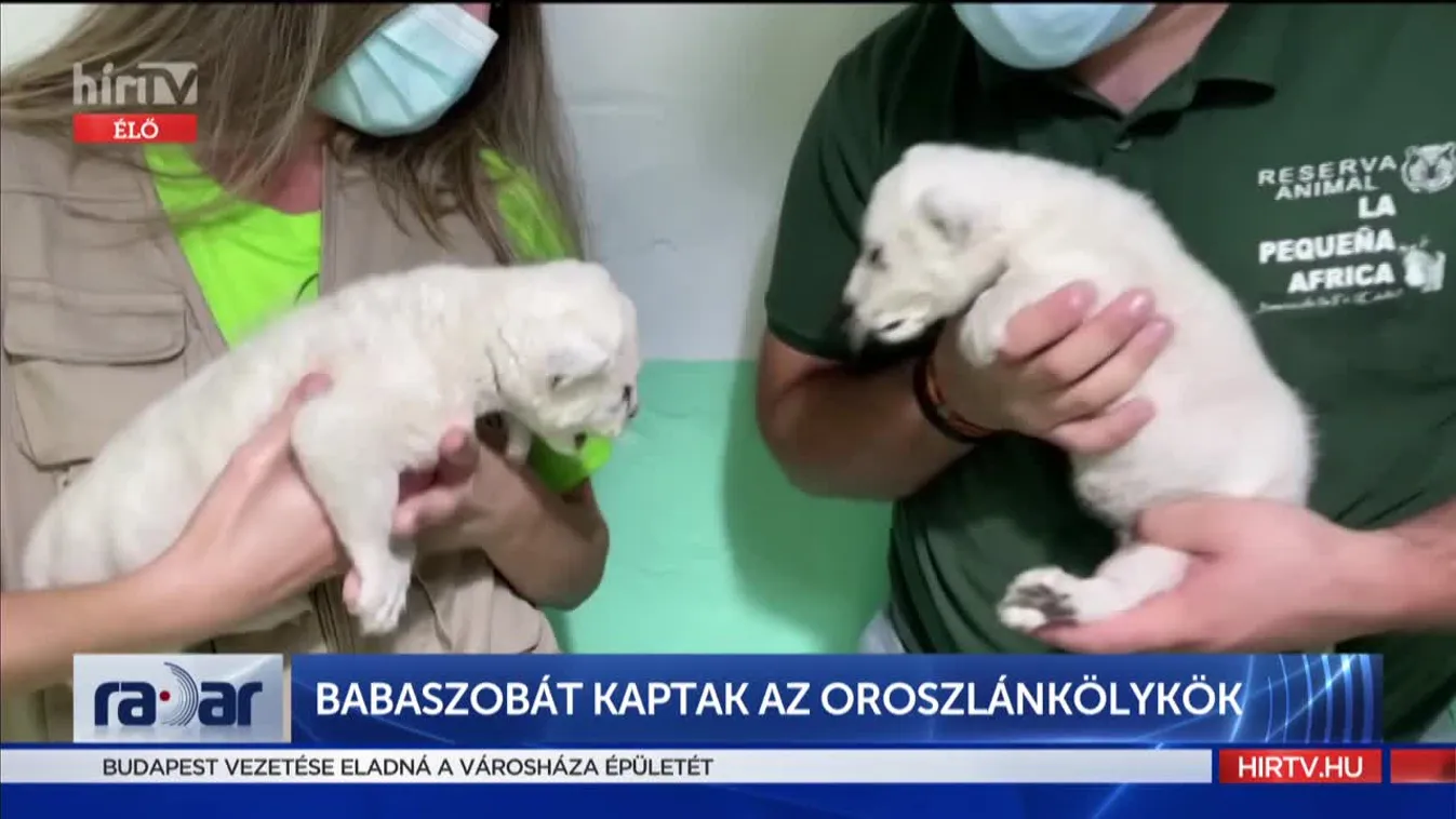 Radar: Állati sztorik a nagyvilágból