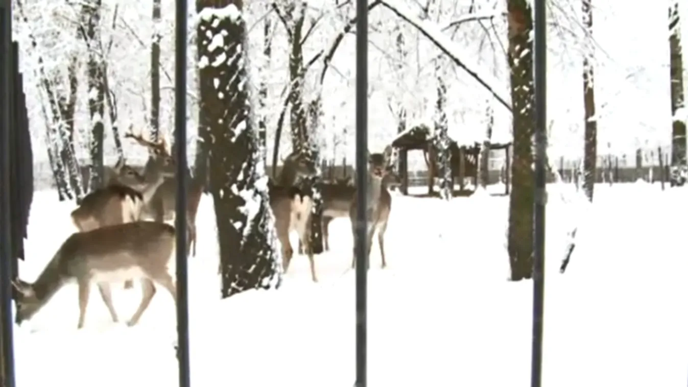 Látvány-etetések az állatok karácsonyán a Szegedi Vadasparkban