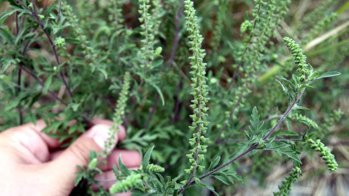 Burjánzik a parlagfű – Soroló