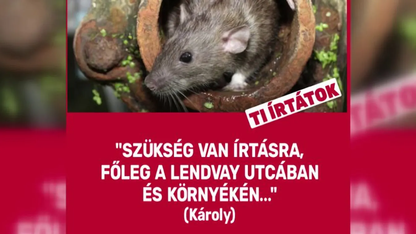 Az MSZP ellentámadást indított: patkányozás, mint kampánystratégia