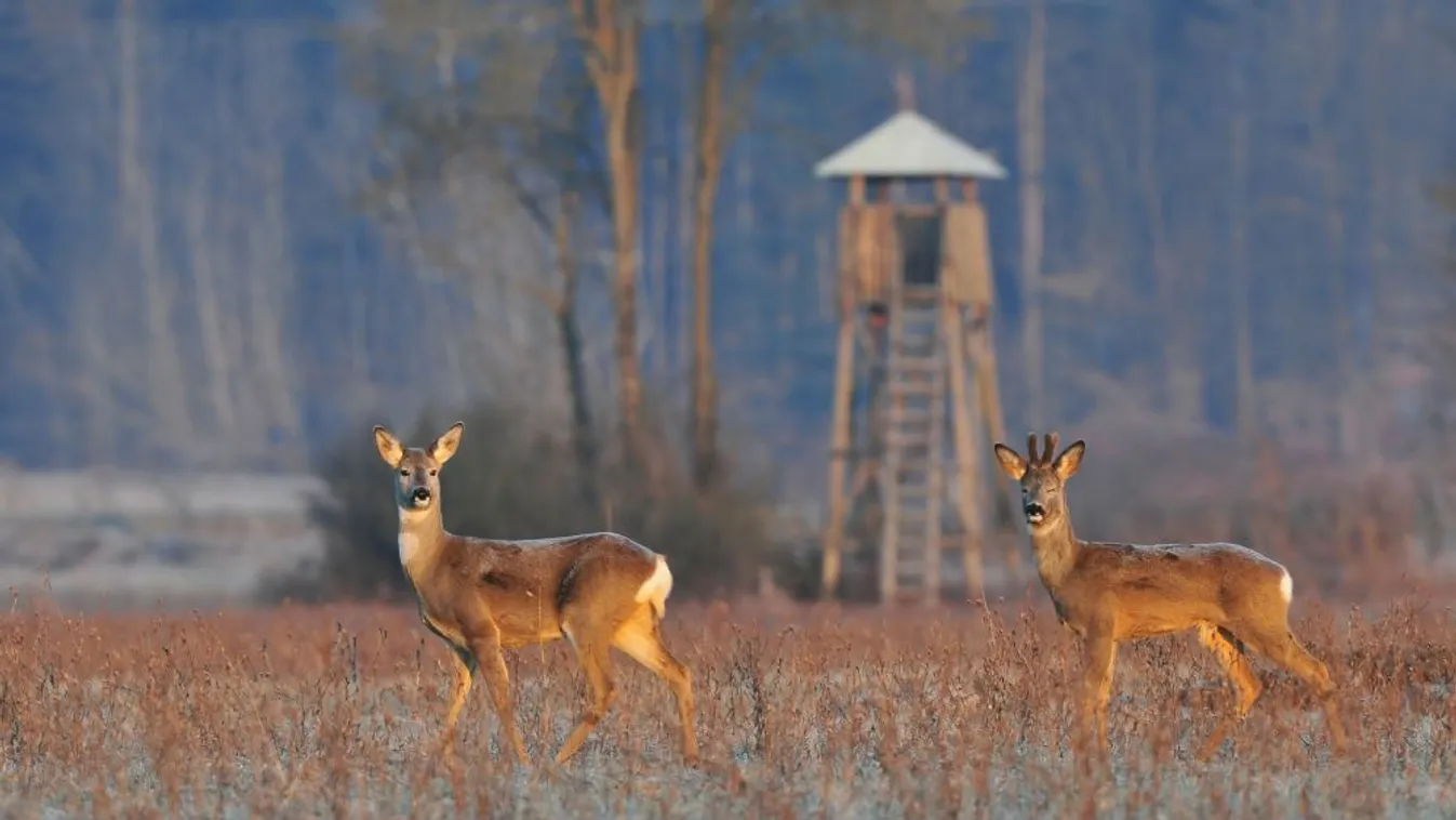 Nagyot zuhant a vadhús ára Magyarországon: kiderült, mi az oka