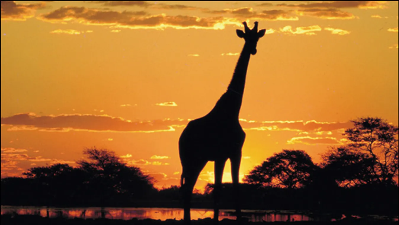 Milliós afrikai tanulmányutakra is futotta