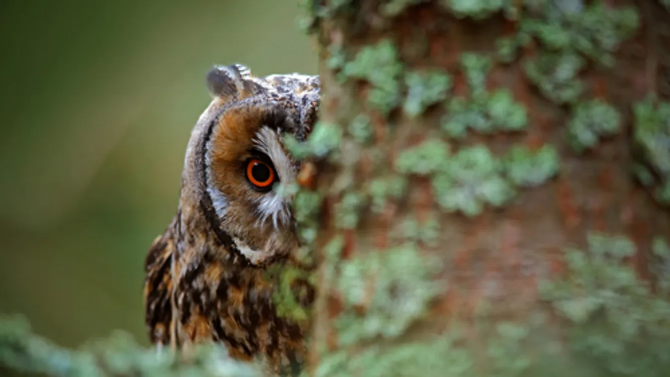 Online erdeiiskola-sorozat indul