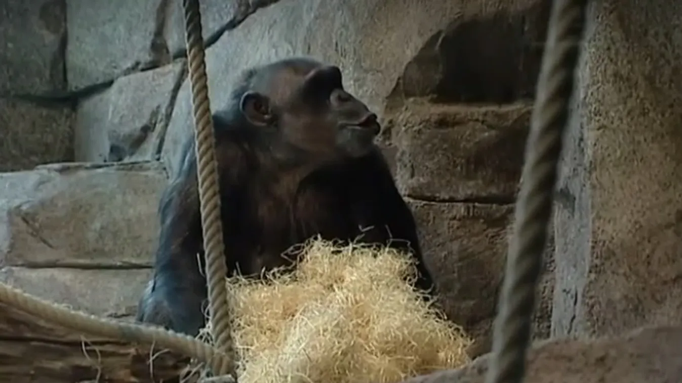 Forró csokoládét kaptak svéd állatkertben kiszabadult csimpánzok