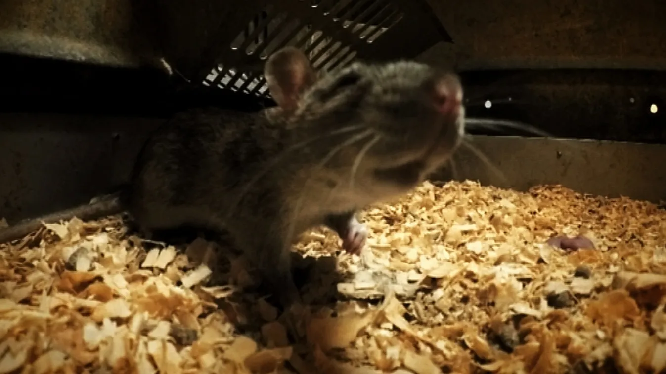 Több a patkány, több pénz sem ártana