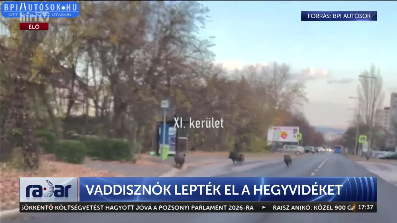 VADDISZNÓK LEPTÉK EL A HEGYVIDÉKET
