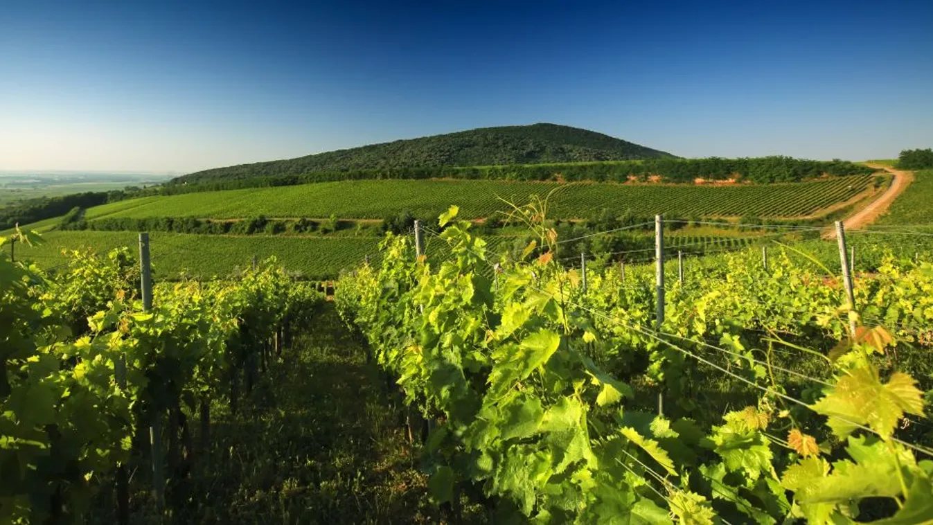 AM: Brüsszel a külföldi spekulánsok érdekében támadja a magyar földtörvényt