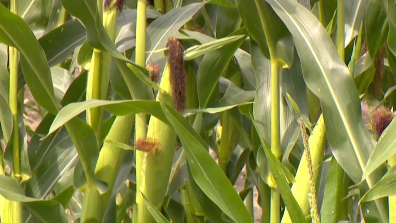 Rekordáron a szója és a kukorica