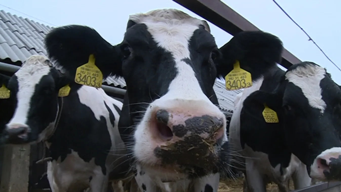 Se tej, se sajt – Soroló