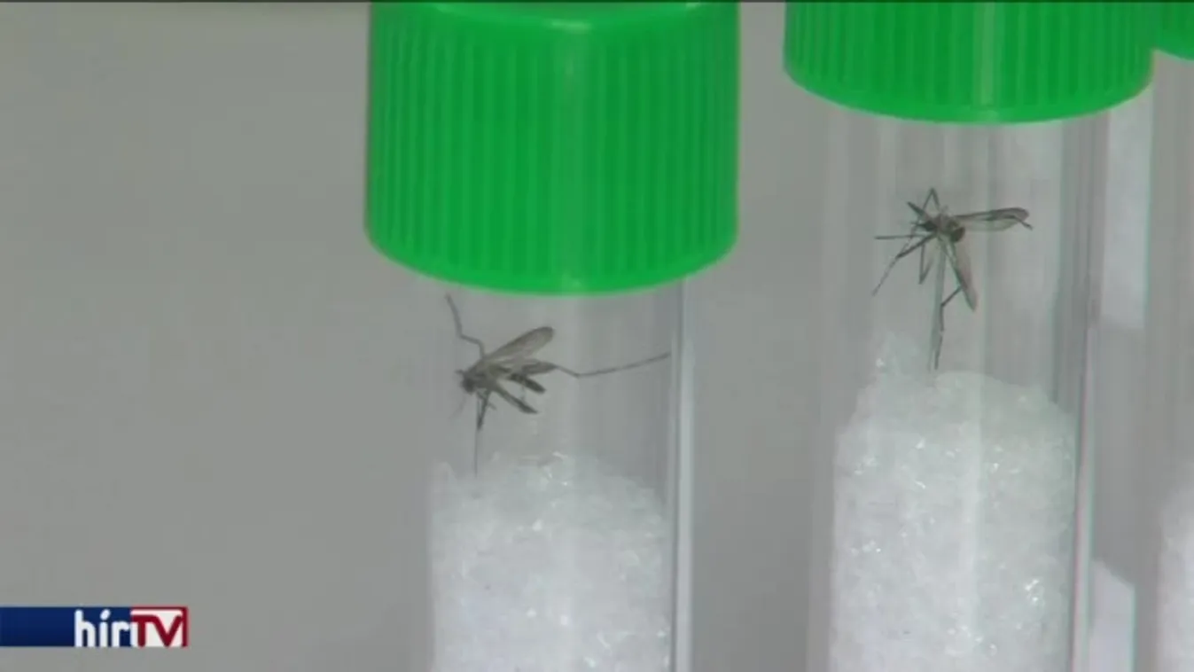 Zika-vírust terjesztő szúnyog jelent meg Pécs környékén