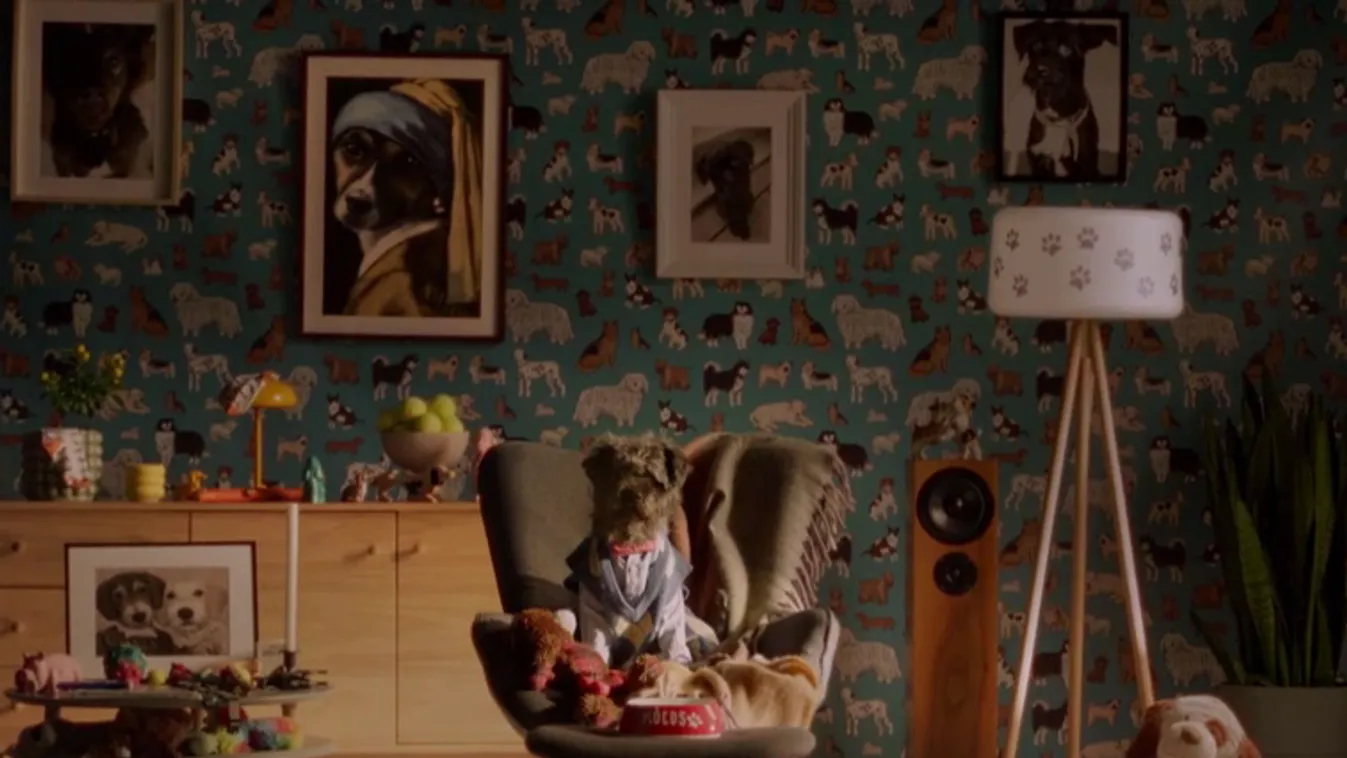 Napindító - Kócos filmje, az árva kutyákért