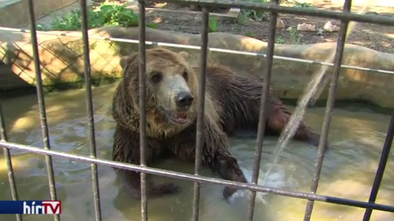 Az állatkert lakóit is megviseli az extrém meleg
