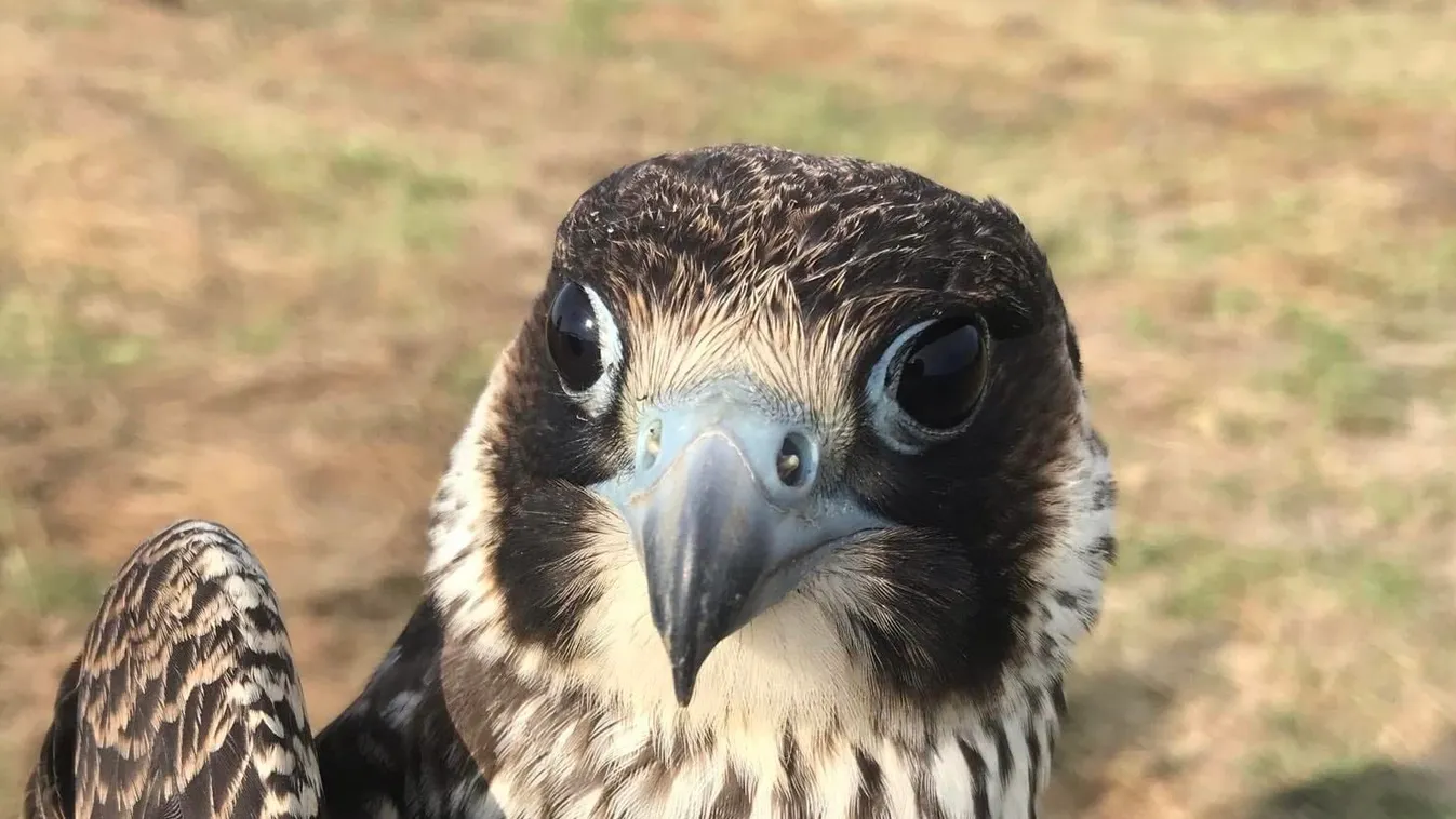 Fokozottan védett madarat mentettek Szolnokon