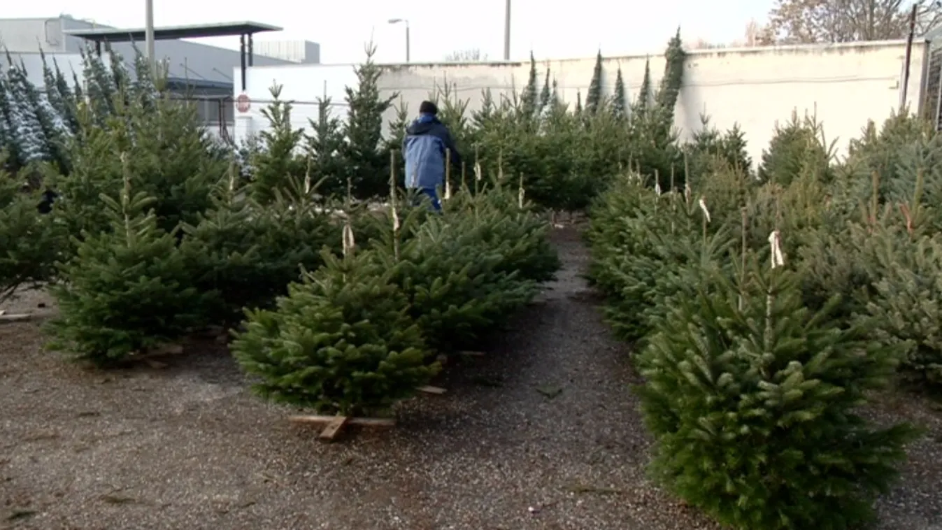 Idén is a nordmann fenyő a sláger