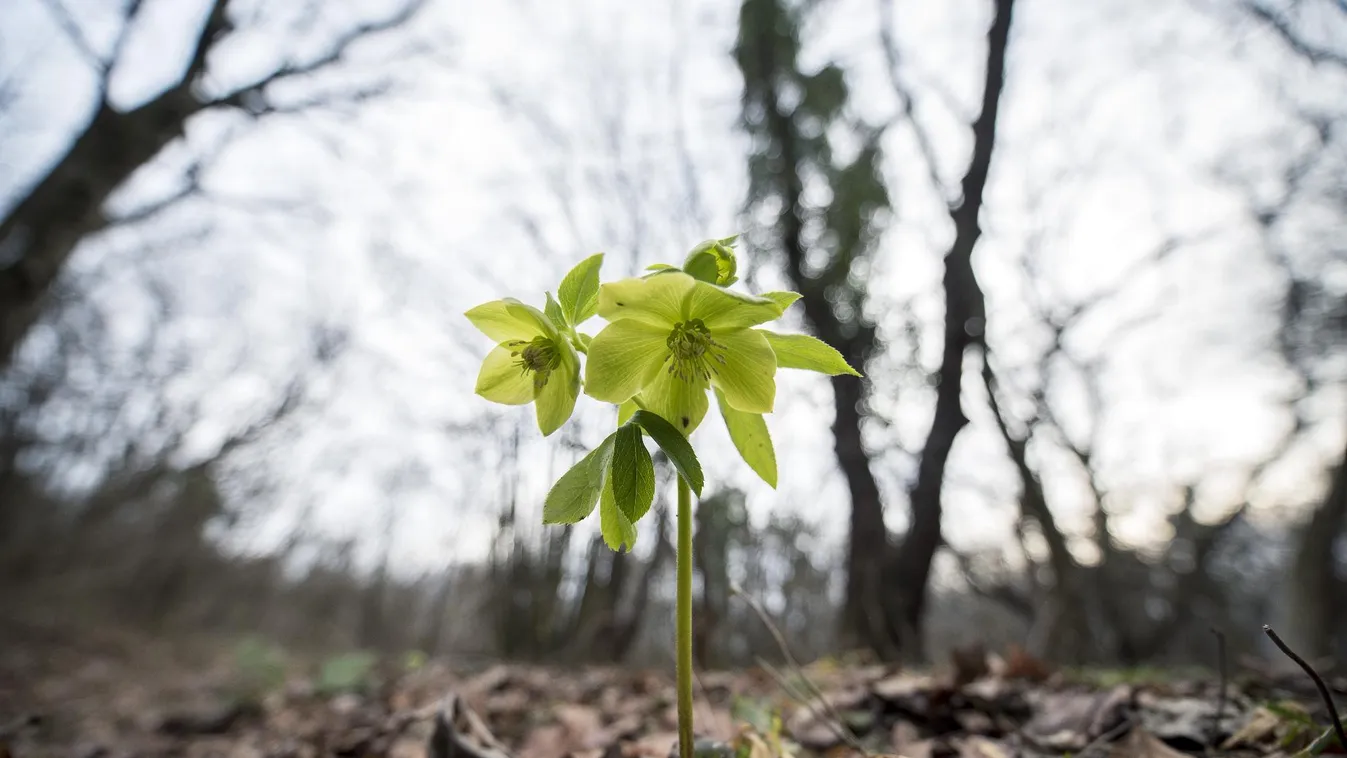 Idő előtt virágozni kezdett az illatos hunyor