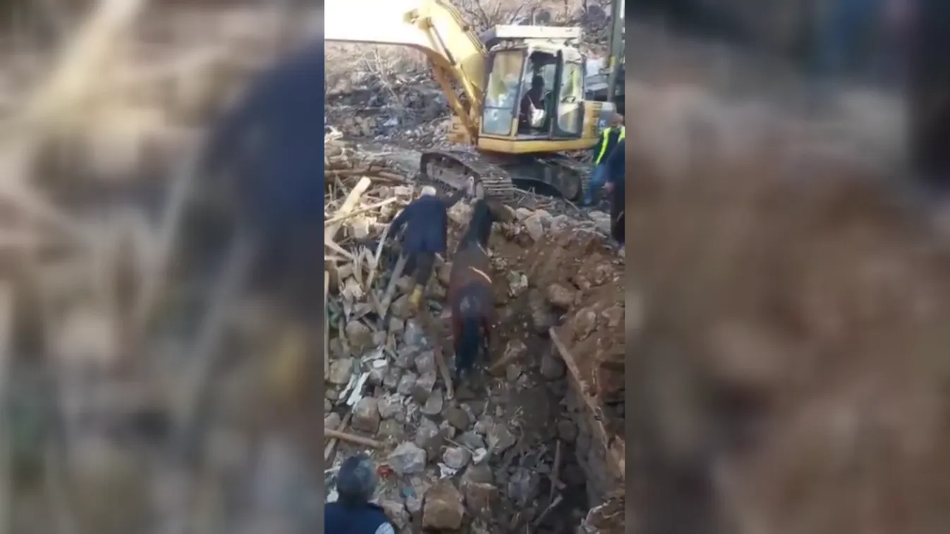 21 nap után, élve mentettek ki egy lovat a romok alól Törökországban