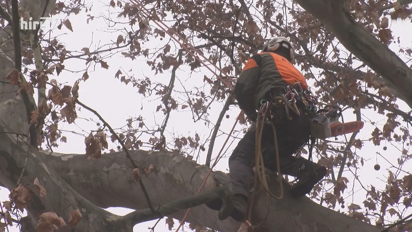 Természetbarát faápolás Keszthelyen