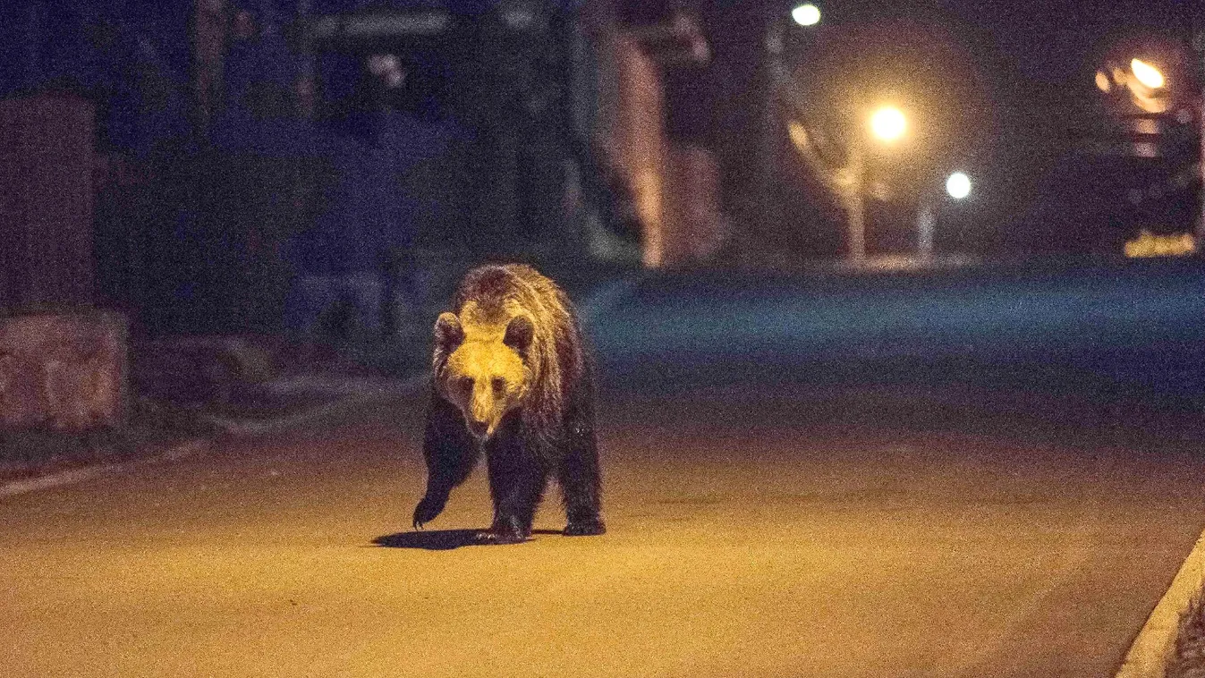 Tucatnyi nemkívánatos medve van Tusnádfürdőn