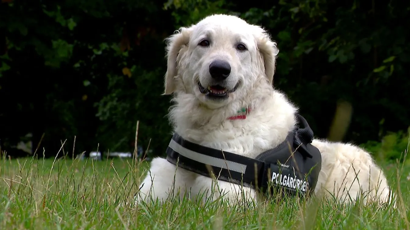 Öt kuvaszkölyköt kapott az Országos Polgárőr Szövetség