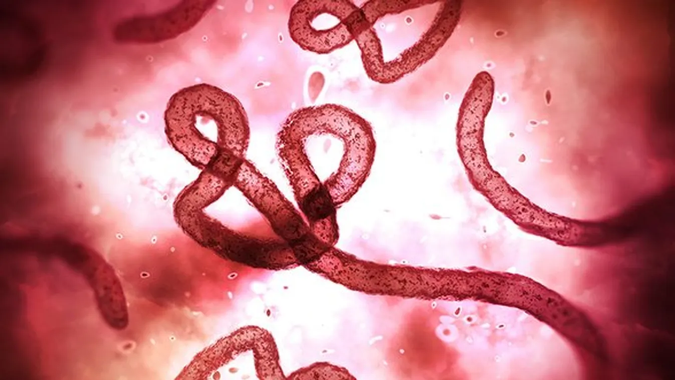 Nem tudják kordában tartani az ebolát