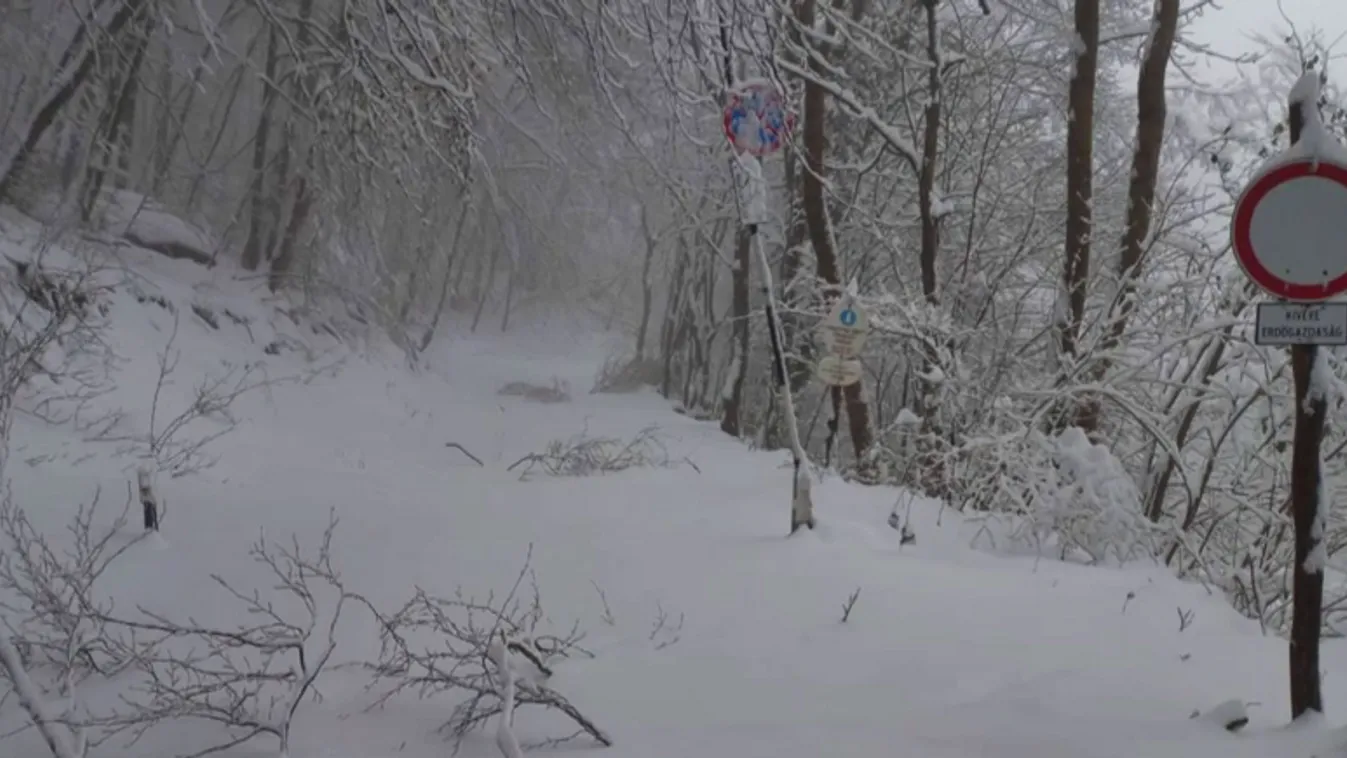 Veszélyes lehet most a Pilisi Parkerdőben kirándulni, túrázni + videó