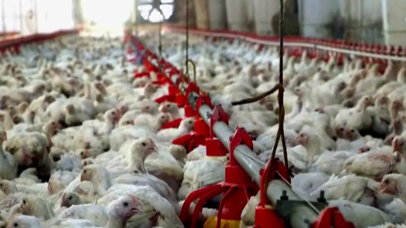 Radar - Tombol a madárinfluenza Magyaroszágon + videó