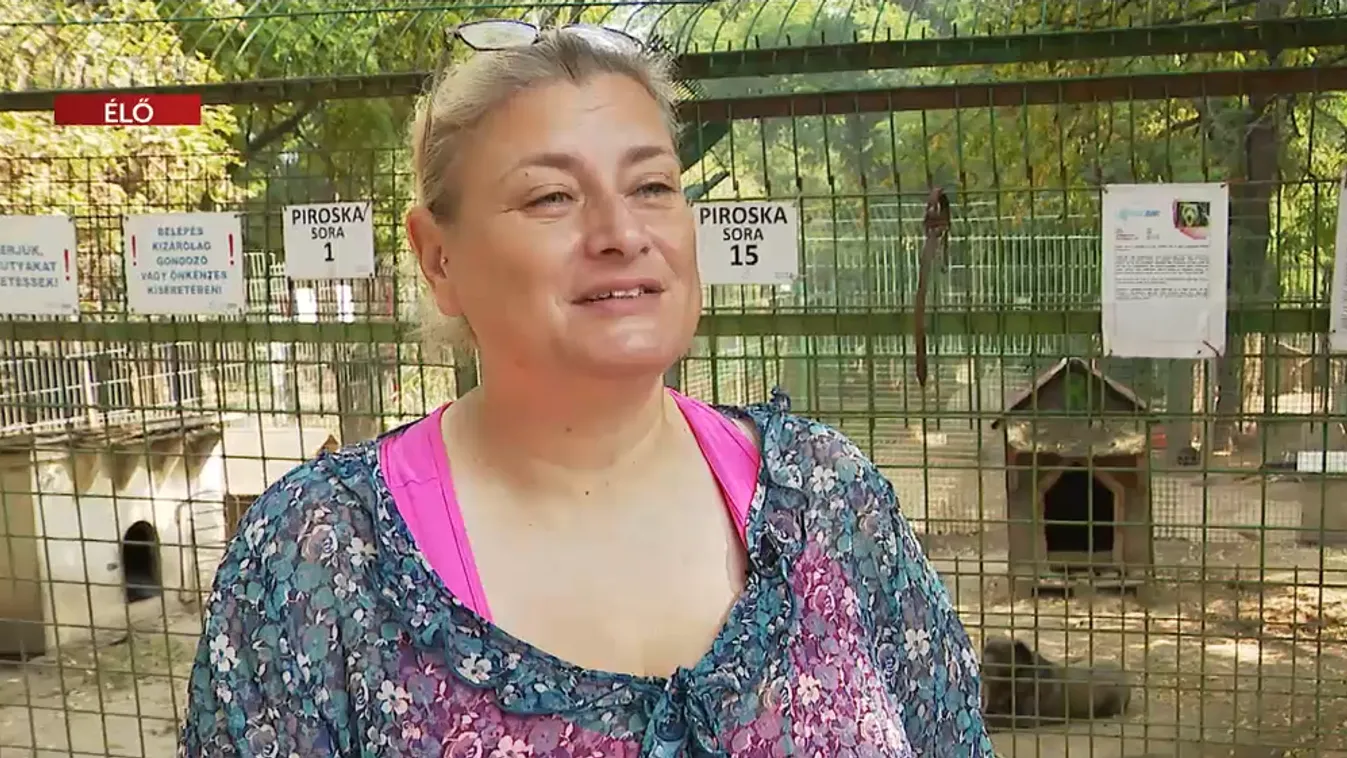 Napindító - Mire figyeljünk a kutyáknál a kánikulában?