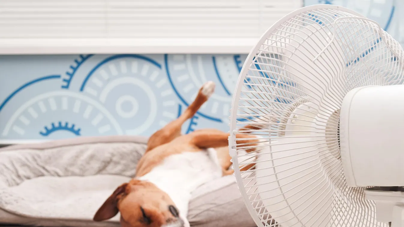 Így biztosítható házi kedvenceink komfortja a nagy hőségben