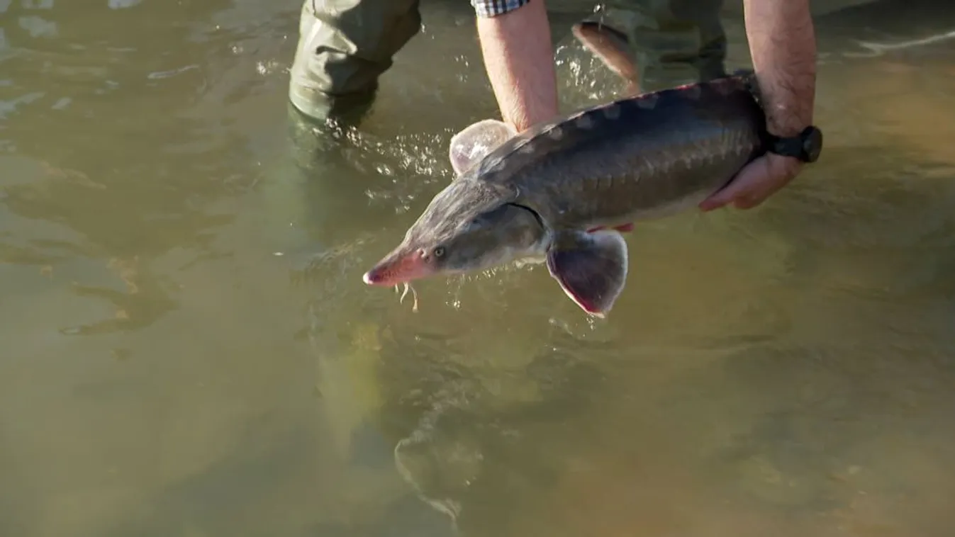 Szabadon engedték a vadászati kiállításon látható tokhalféléket