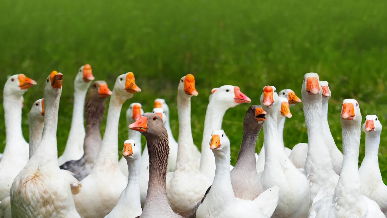 Csongrád-Csanád megyét is elérte a madárinfluenza