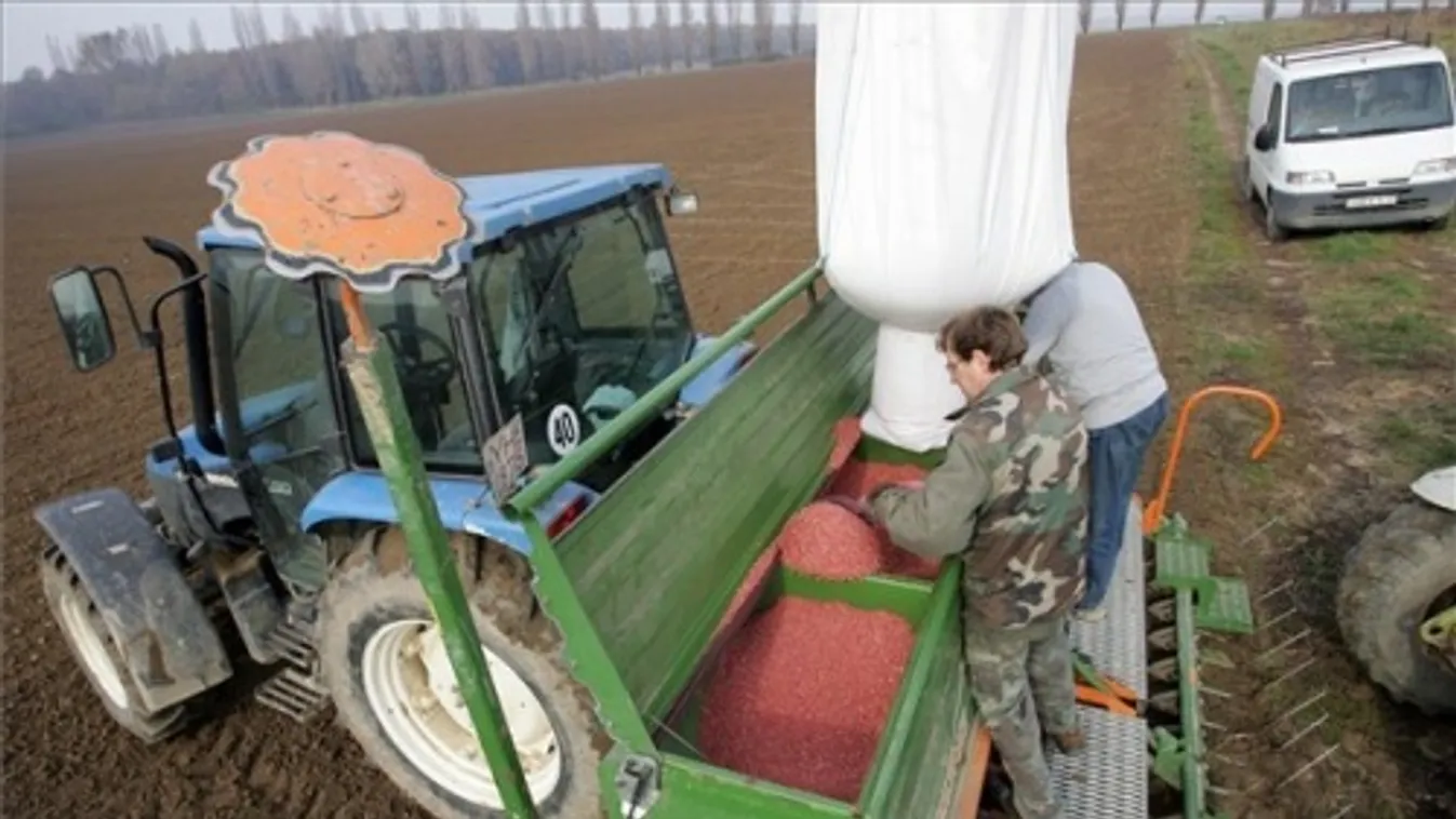 Nehezen sarjad és könnyen el is fagyhat az őszi vetés