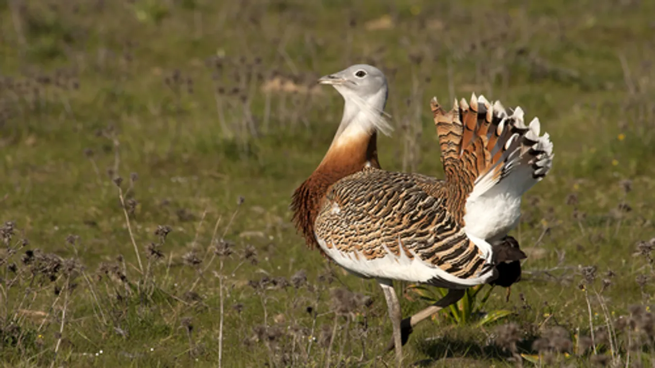 Gyarapodott a hazai túzokállomány