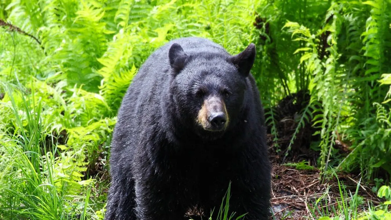 Fekete medve ölt meg egy nőt Kanadában