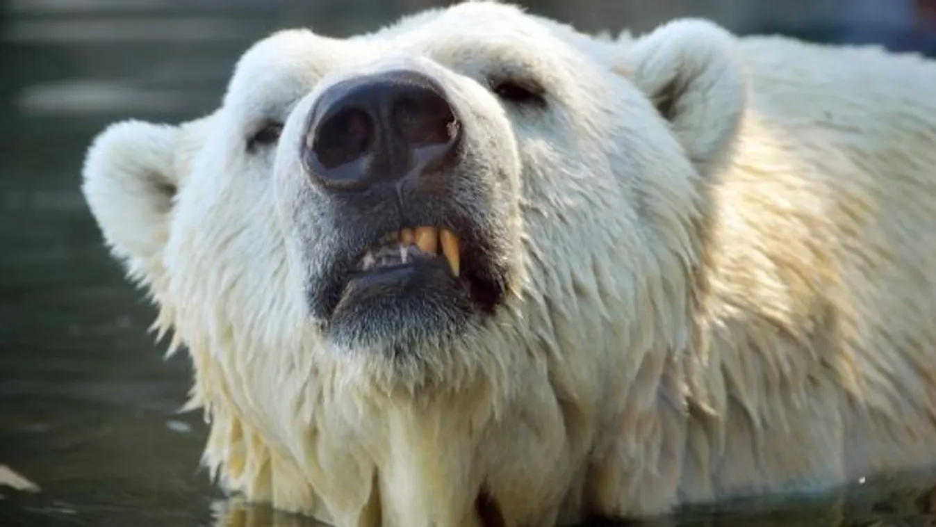 Emberre támadott egy jegesmedve Norvégiában, lelőtték