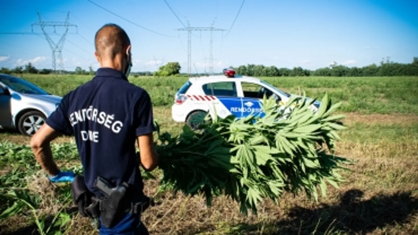 Természetvédelmi területen termesztett kannabiszt a fővárosban egy férfi