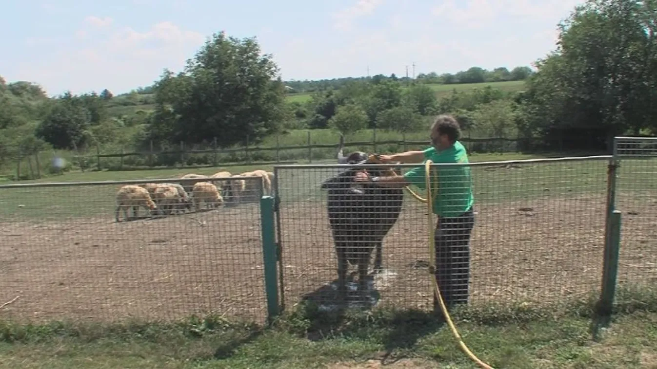 Nehezen viselik a nagy hőséget az állatok is