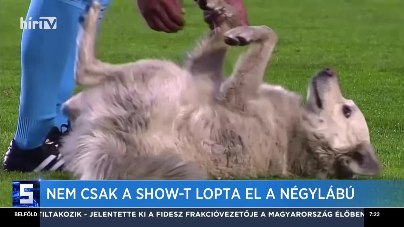 Nem csak a show-t lopta el a négylábú