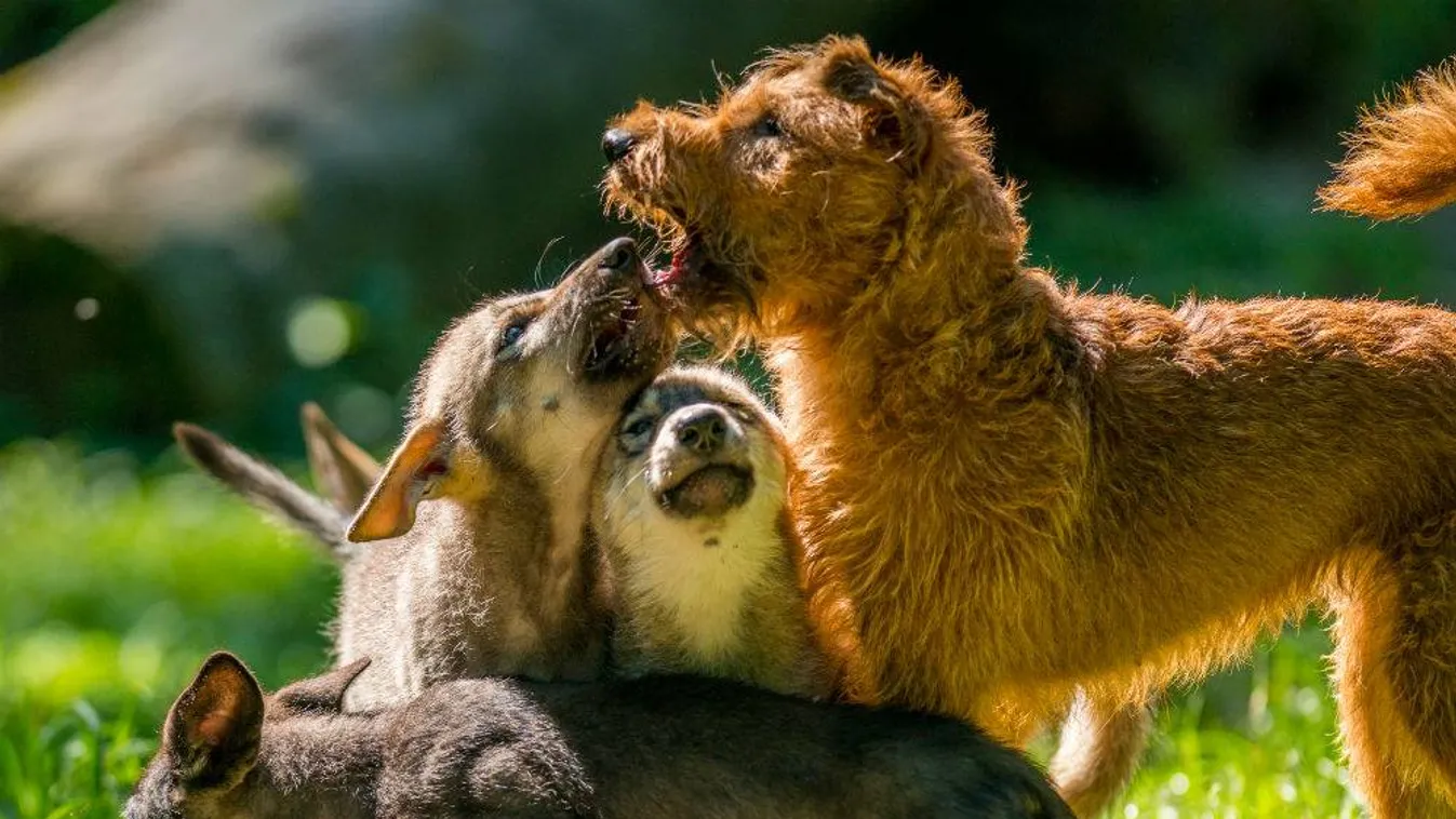 Évi 2000 állatot visznek be az Illatos útra